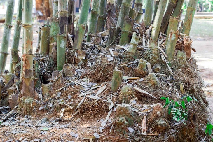 Growing a bamboo plant from its rhizomes requires a different gardening method