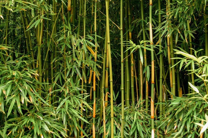 Tall, green, healthy bamboo plants standing firmly together in the wild