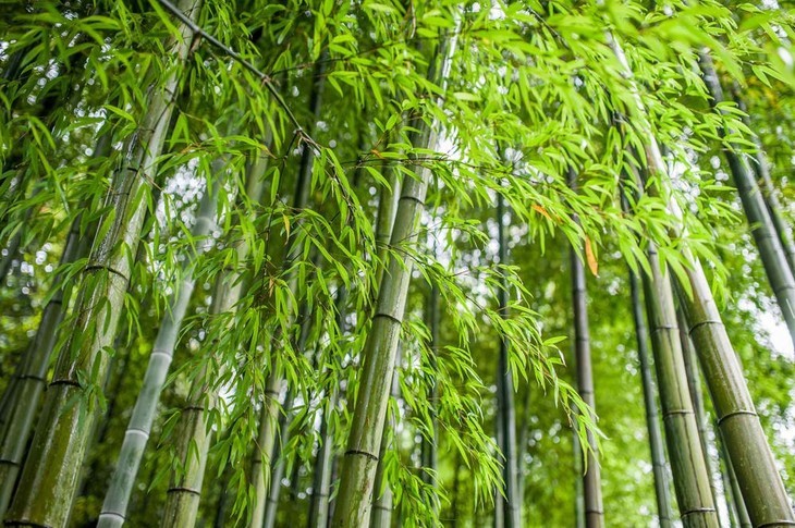 With daily care and maintenance, you can grow a healthy bamboo plant