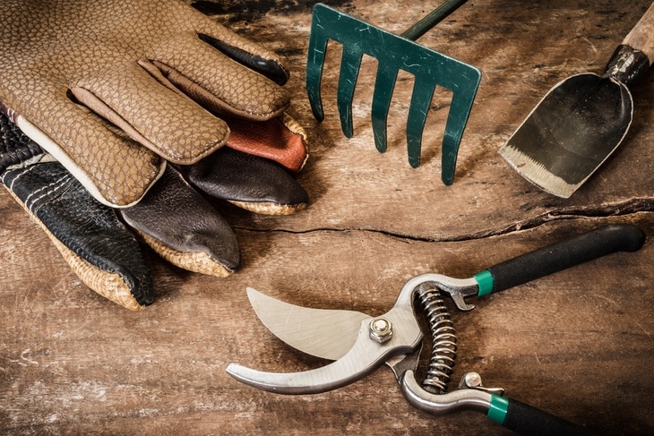 A pruner is just one of the many grafting tools that you must have