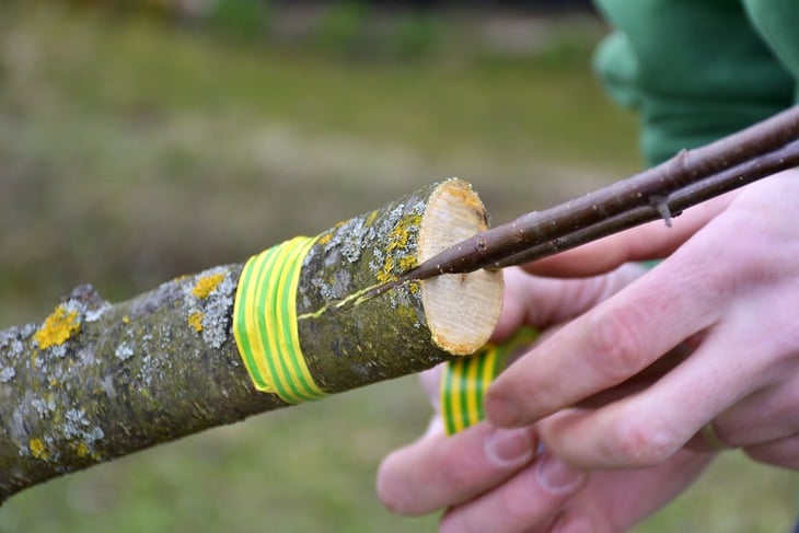 Grafting can also be used to restore old trees