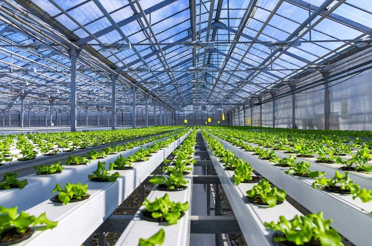 This is an organic hydroponic vegetable cultivation farm with rows of water-based production