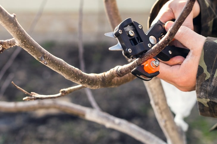 You must use a pruner to make a clean cut for your grafting