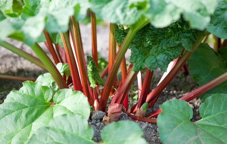 Well-cared rhubarb plants can beautifully grow in the backyard