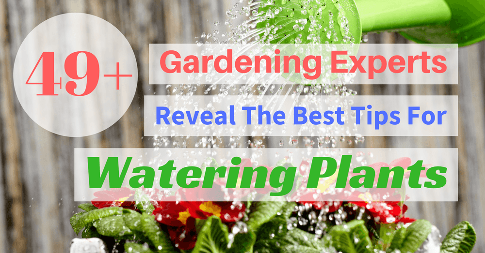 49+ Gardening Expert Watering Plants
