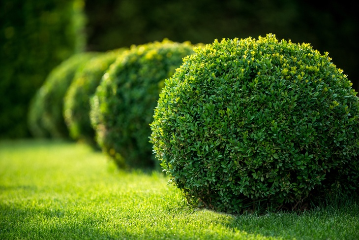 Buxus shrub is one of the most popular evergreen shrubs.