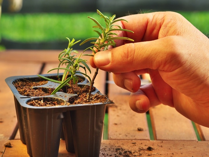 The correct way of clipping plants and preparing them for plant propagation