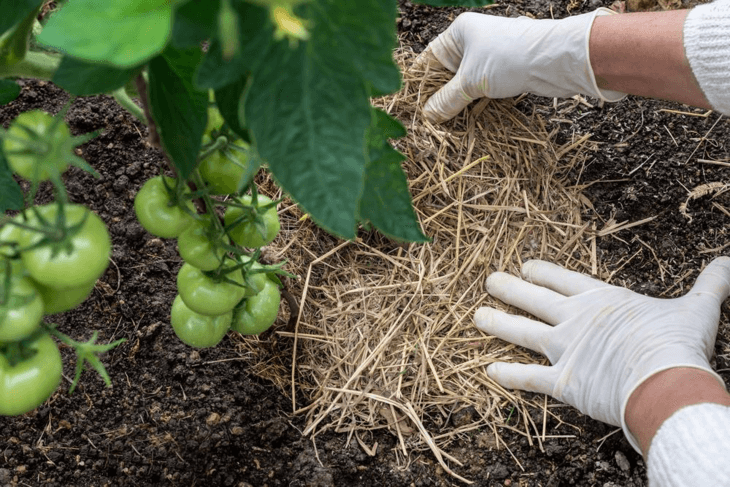 Use organic mulch for tomatoes, peppers, and cucumbers.