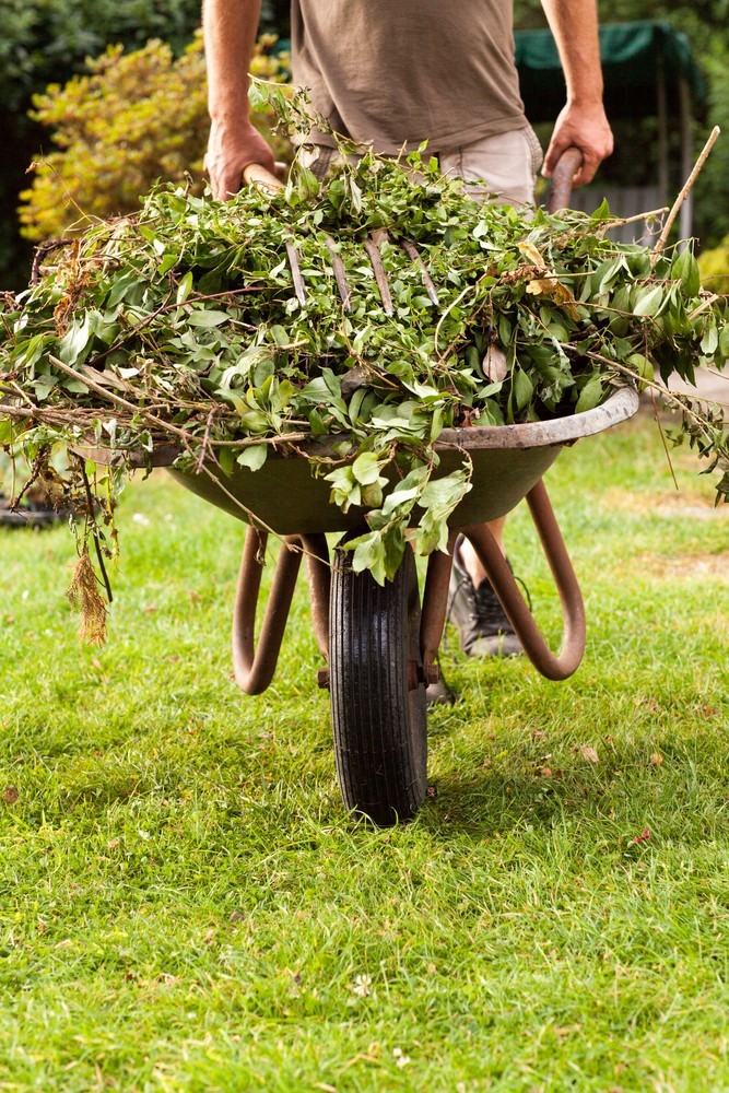 When trimming your garden shrubs, you can use a wheelbarrow to clean up the leftover leaves