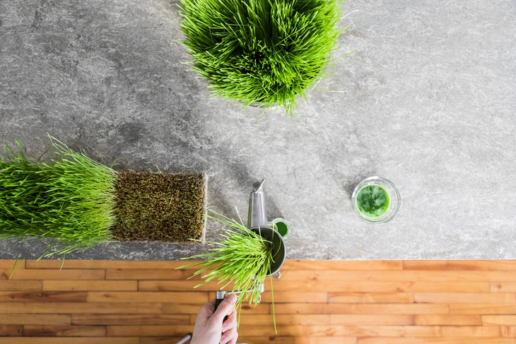 You can plant your own wheatgrass using a pot or container.