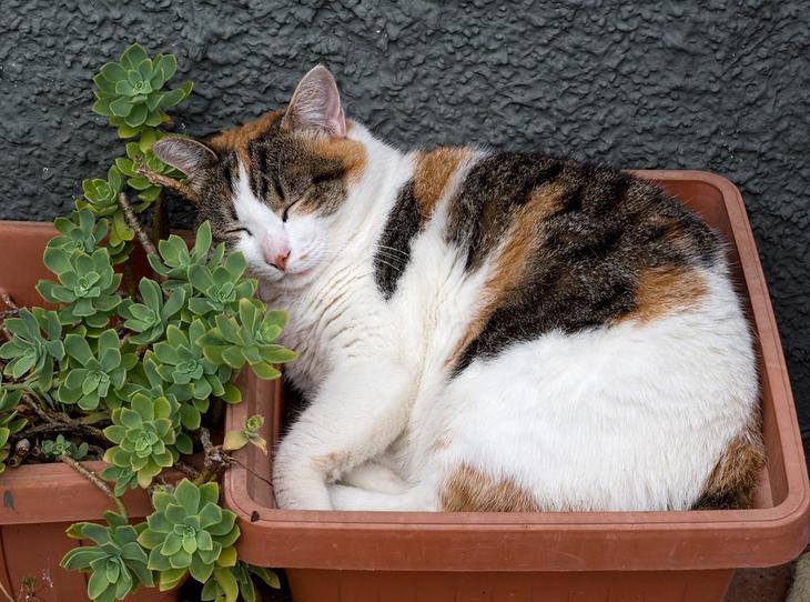 Cats like to take a nap inside the garden pots
