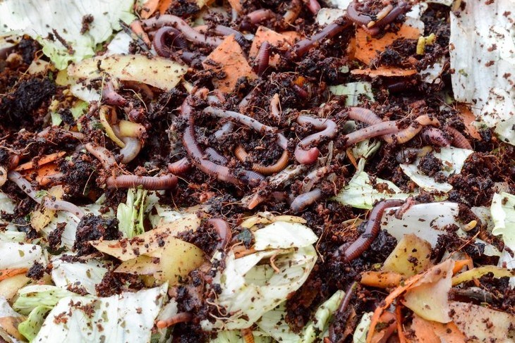 Kitchen scraps are an excellent material for composting