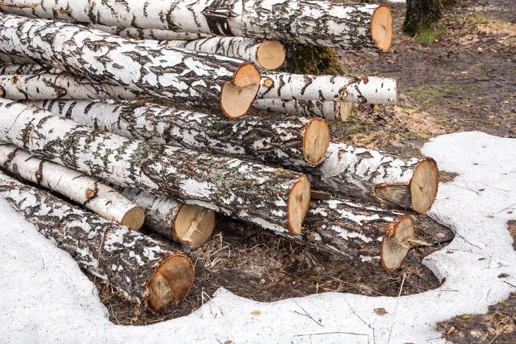 Logs, woods, and trees are some of the things you need to cut or prune