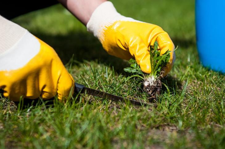Removing weeds by hand can be extremely tedious, which is why gardeners opt for herbicides instead