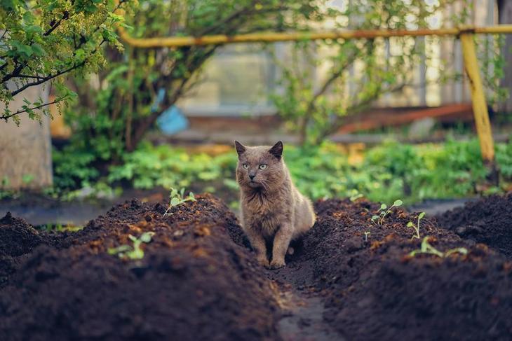 Some cats may dig a hole in your garden beds