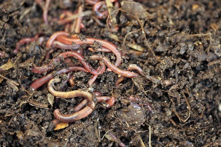 Worms can help turn kitchen scraps into a soil improver and plant food