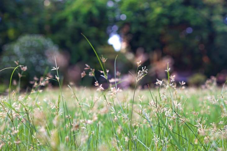Yellow nut grass or sedge can be seen blending in with the grass surrounding it