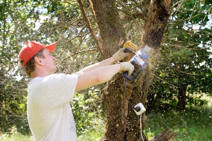 A regular homeowner is pruning his tree with an electric chainsaw