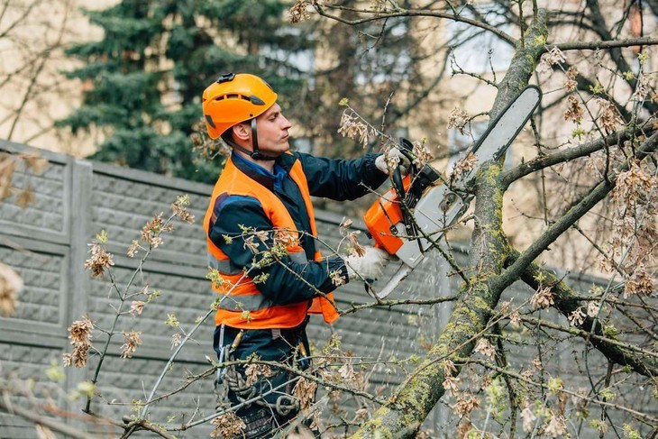An arborist is pruning a tree to reduce branch fall outs