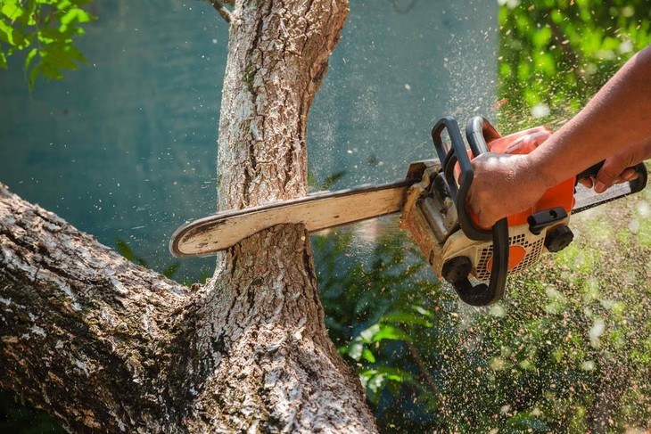 An arborist prunes his tree to prepare for big storms
