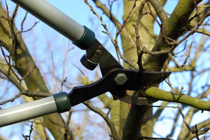 Bypass loppers are used to make clean tree pruning cuts