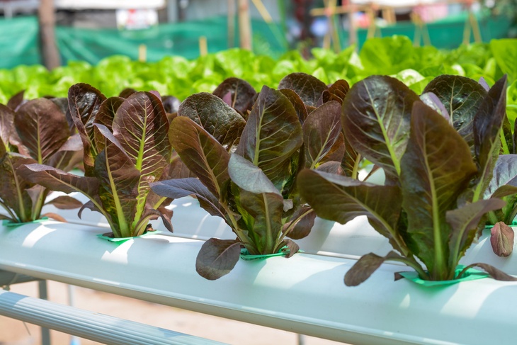 Hydroponics is growing plants without soil