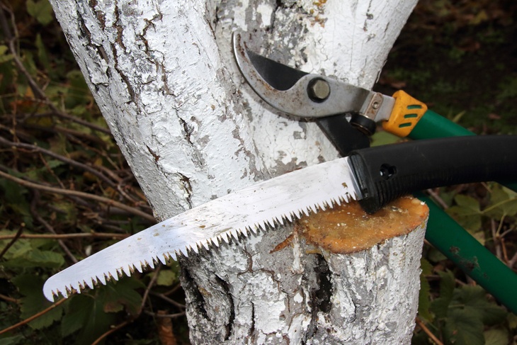 Knowing your plants helps you decide which pruning tools to use