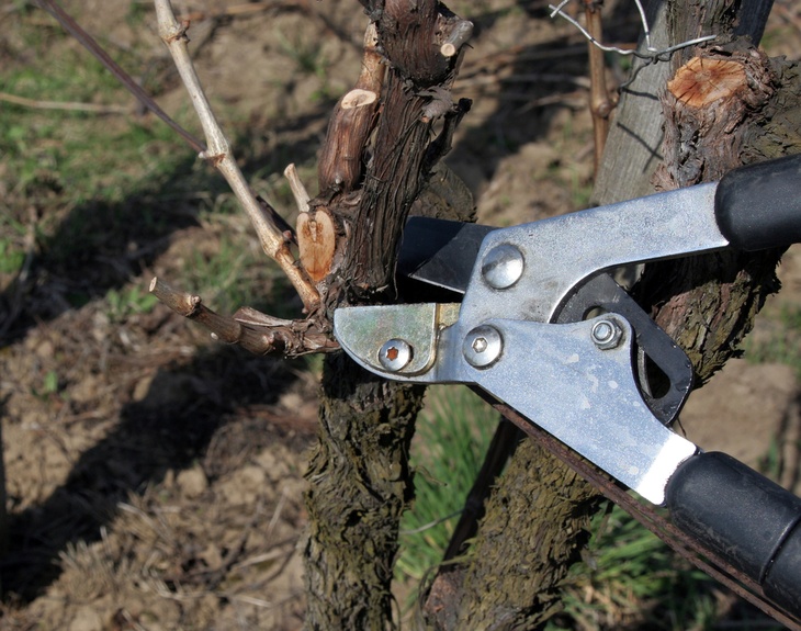 Timely pruning of plants ensures plant health and better growth