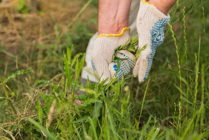 Weed eaters lessen the hassle of weeding your garden manually