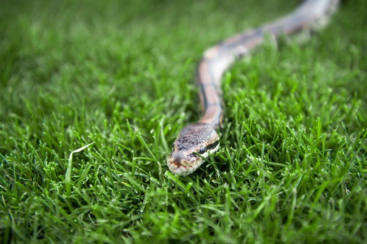 All kinds of snakes, both venomous and non-venomous, can lurk in your yard unexpectedly