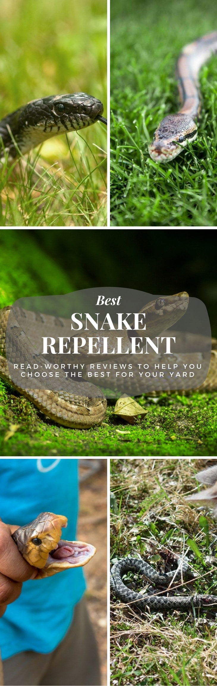 Best Snake Repellent pin it