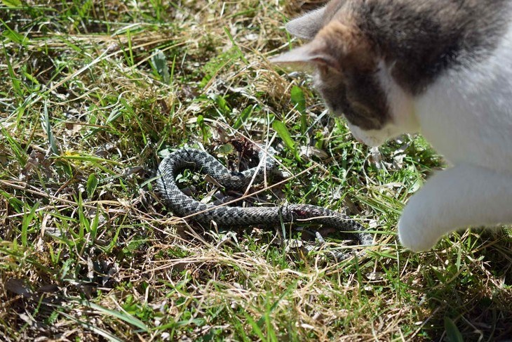 Cats are one of the few domestic pets that can hunt snakes on your yard