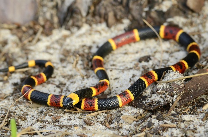 Coral snakes are one of the most common snakes you can see