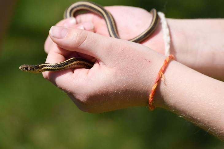 Snakes should be properly handled to reduce chances of injury