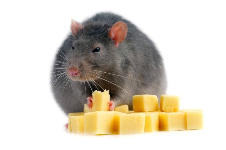 Some rats kill insects and water creatures for food