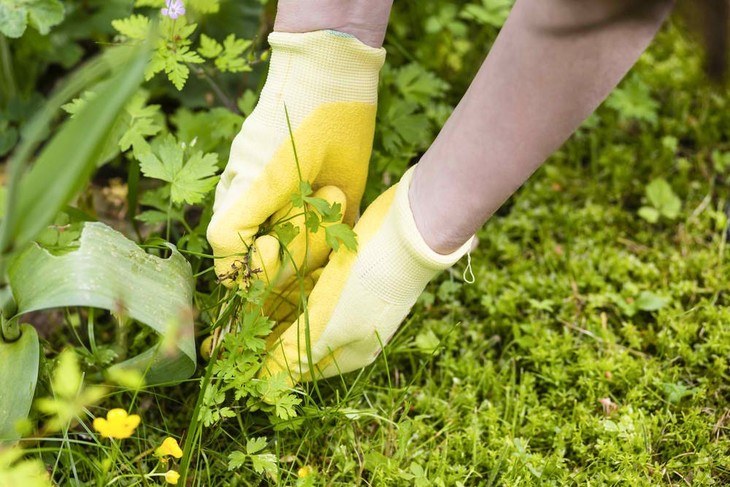 Use gloves in pulling out weeds to protect your hands from being wounded