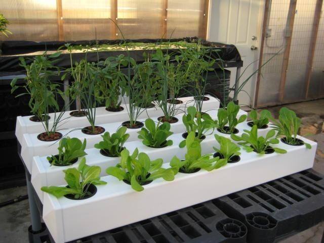 A common ebb and flow system setup, perfect for growing tomatoes, peppers, and lettuce