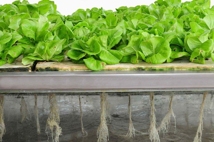 Aeroponics is also considered as another urban way of gardening