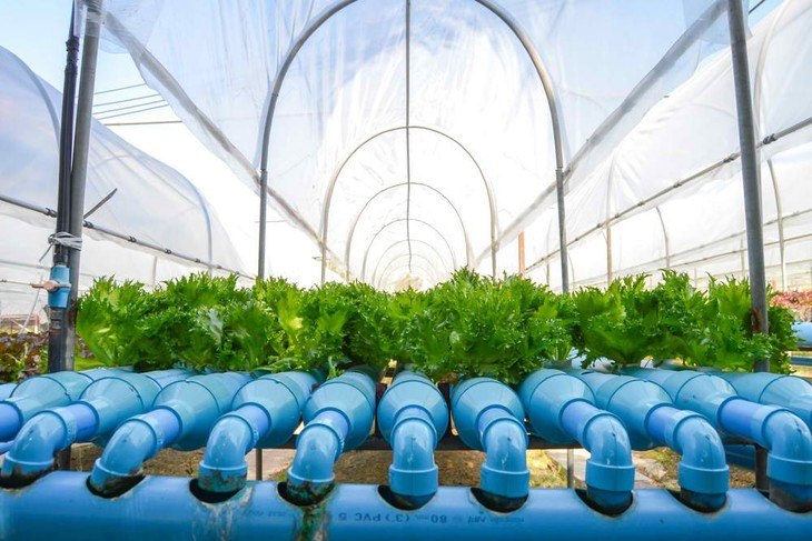 Dissolved oxygen in water helps hydroponic plants grow steadily and quickly