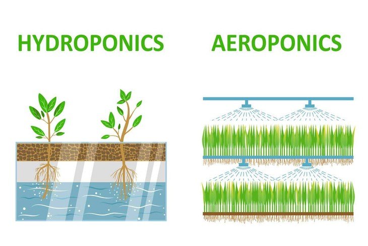 Hydroponics and aeroponics differ in the amount of water used in each system