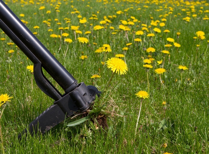 Killing Dandelions In Lawn Without Killing Grass