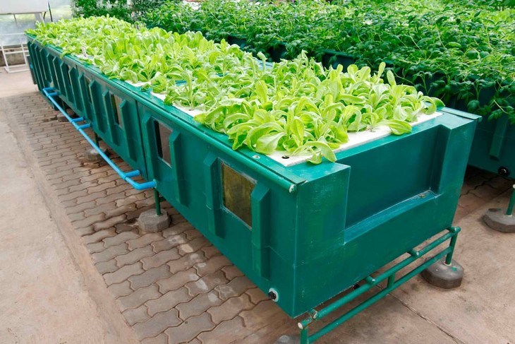 Leafy vegetables, spices, and herbs are best grown in an LPA system