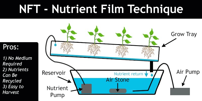 Nutrient Film Technique 