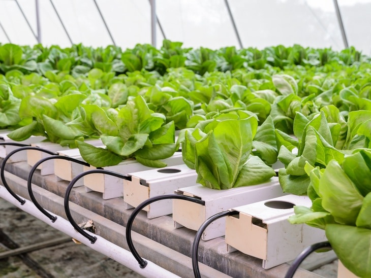 NFT system is often used to grow the different types of lettuce