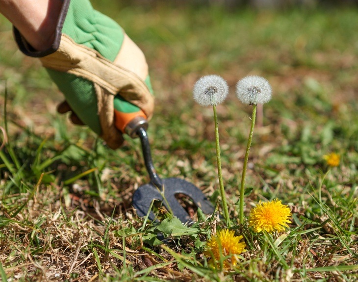 Natural Ways To Get Rid Of Dandelions