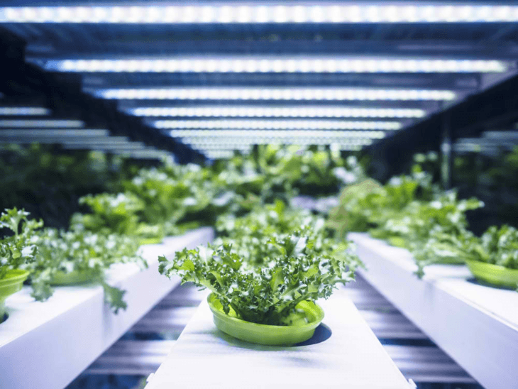 Plants grown under some grow lights can yield more produce if monitored correctly.