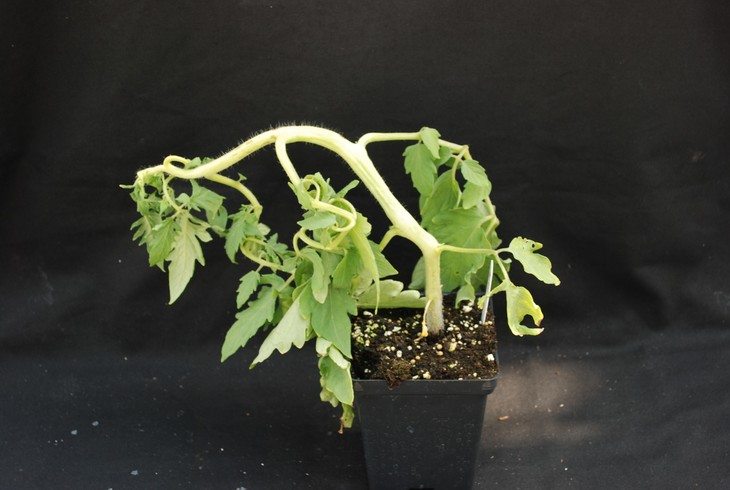 Plants that are suffering from phosphorus-deficiency have weak stems