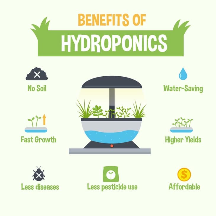 The Benefits of Hydroponics