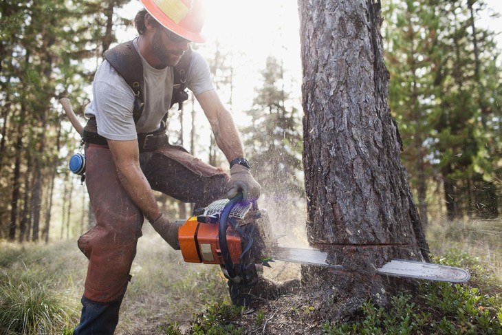 The bigger the tree to cut, the more powerful chainsaw is required to do the job