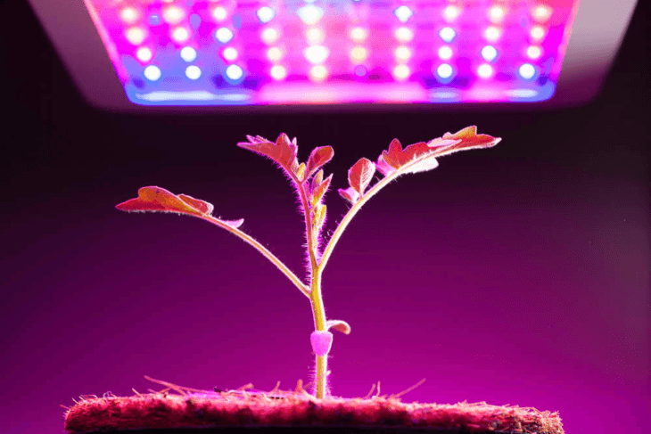 The function of a grow light replaces the function of the sun.